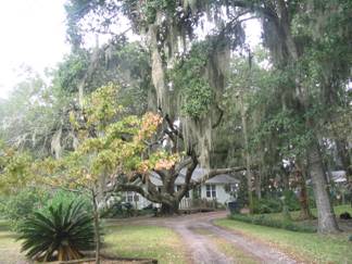 council oak