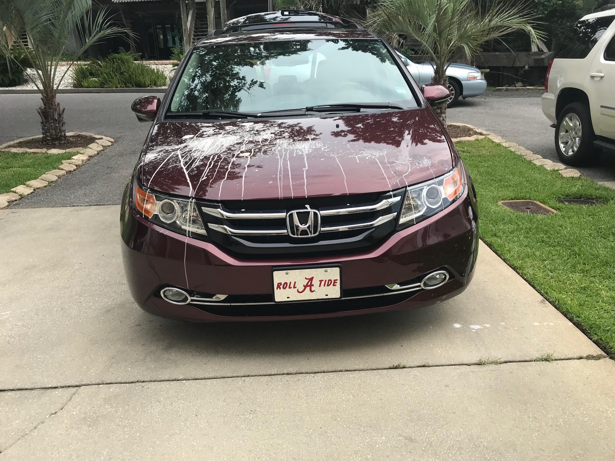 Odyssey with Pelican poo